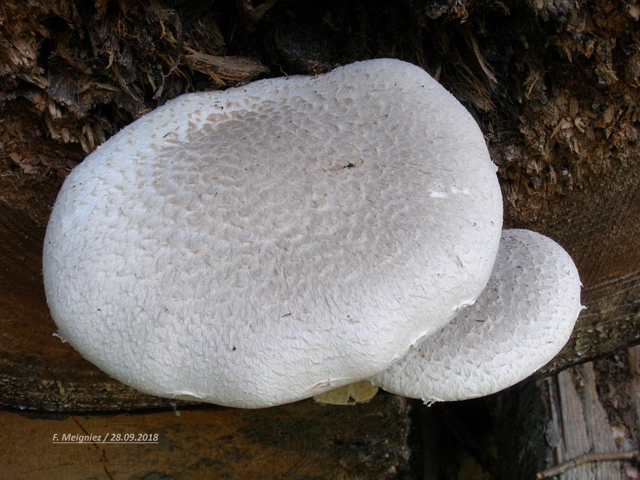 Pleurotus dryinus