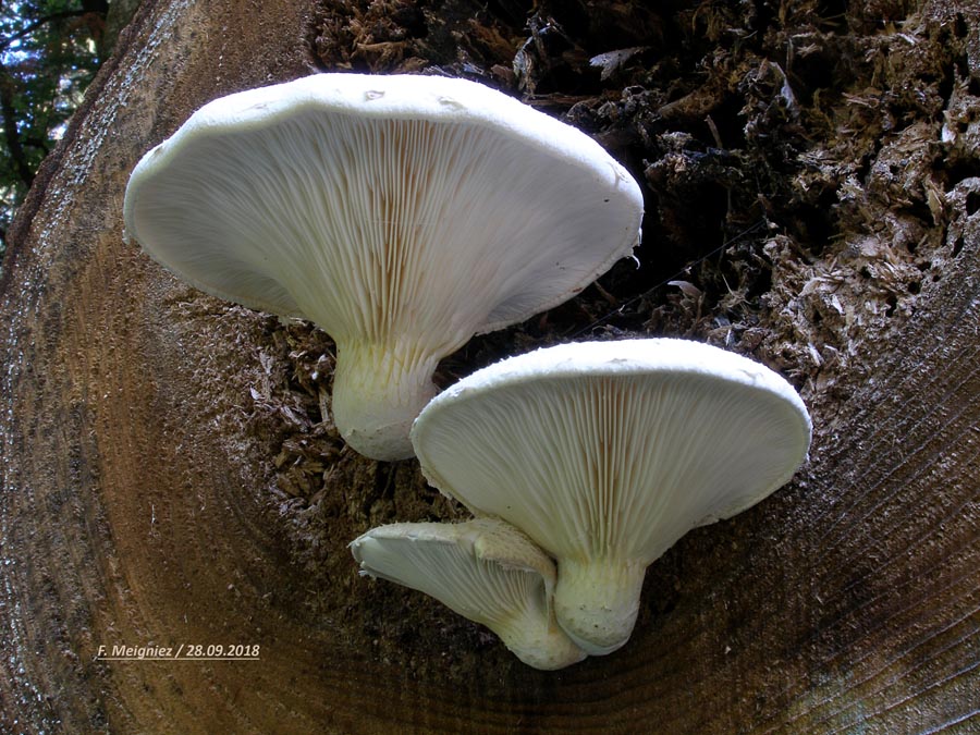 Pleurotus dryinus