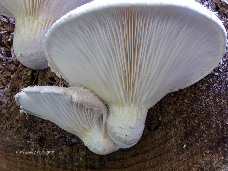 Pleurotus dryinus