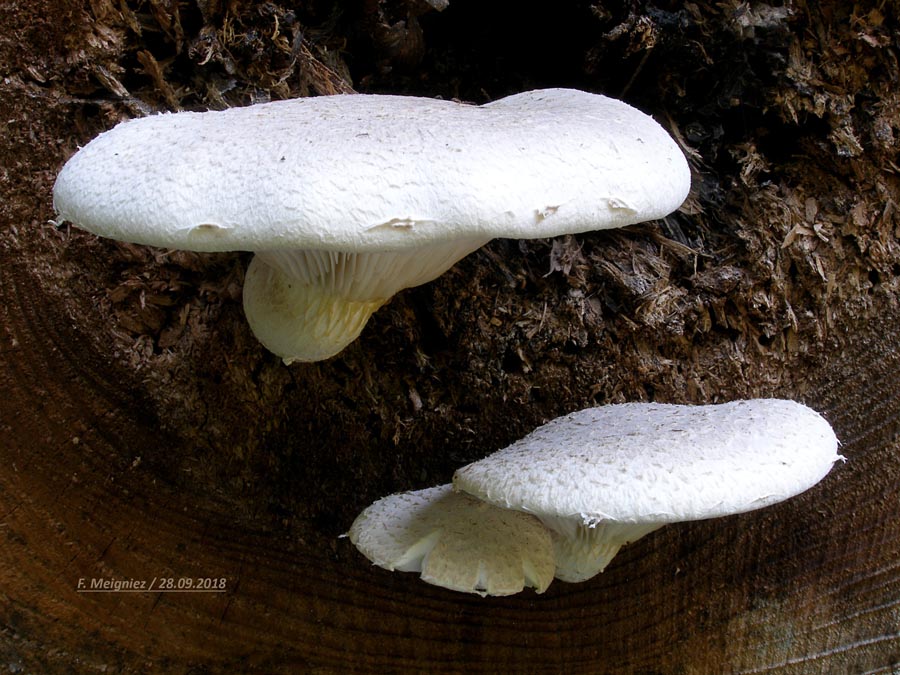 Pleurotus dryinus