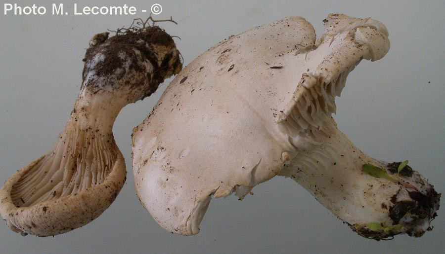 Pleurotus nabrodensis