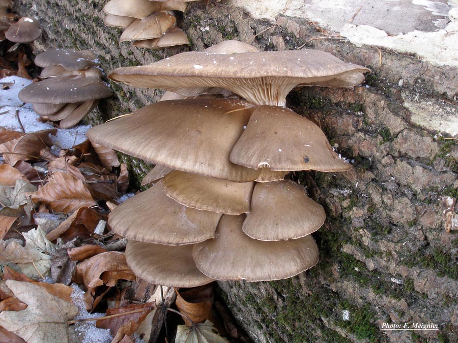 Pleurotus ostreatus