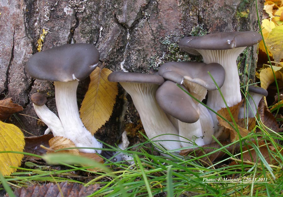 Pleurotus ostreatus