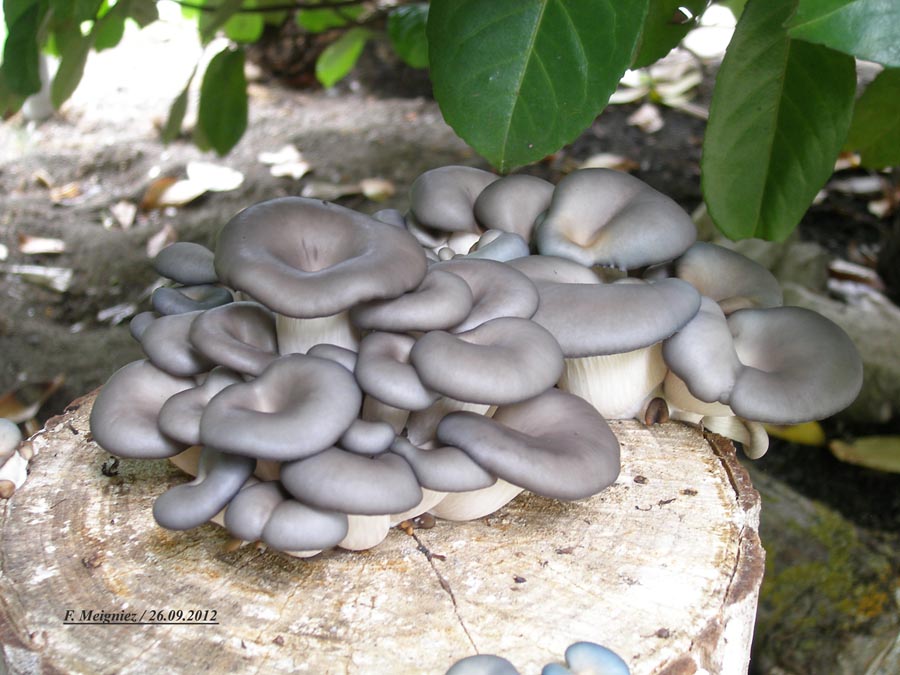 Pleurotus ostreatus