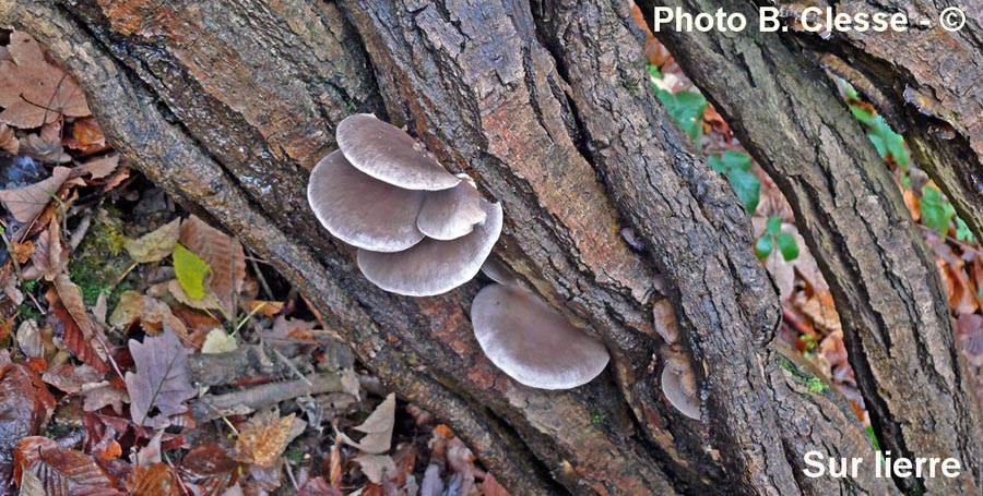 Pleurotus ostreatus