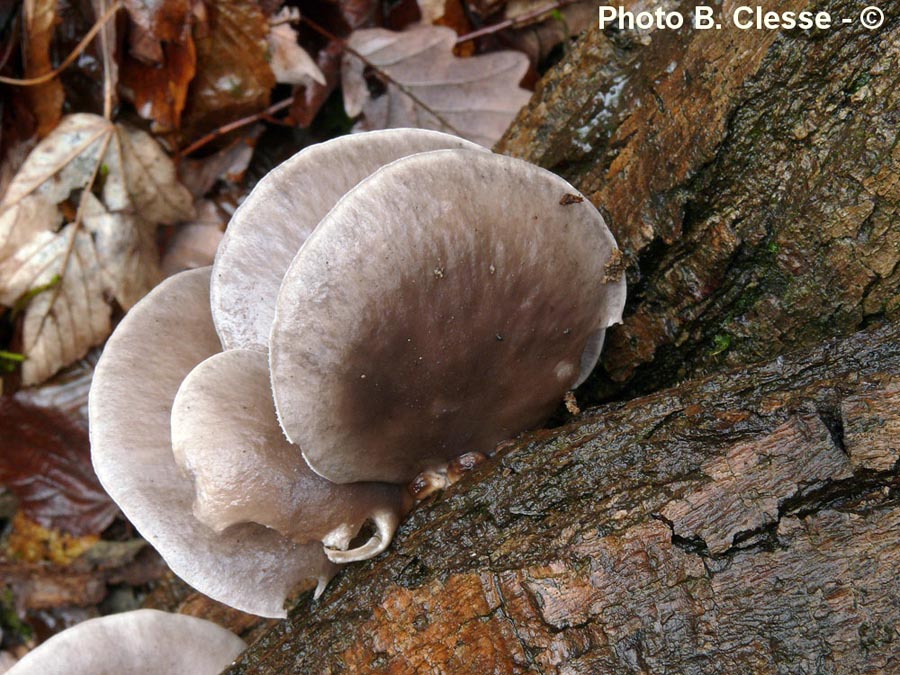 Pleurotus ostreatus