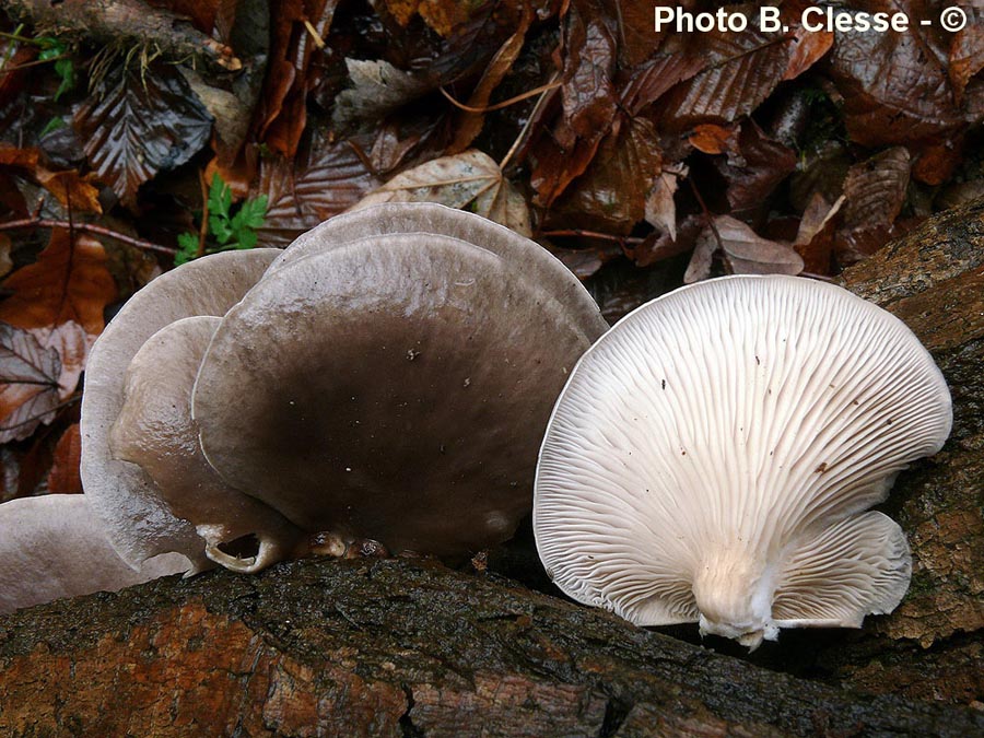 Pleurotus ostreatus