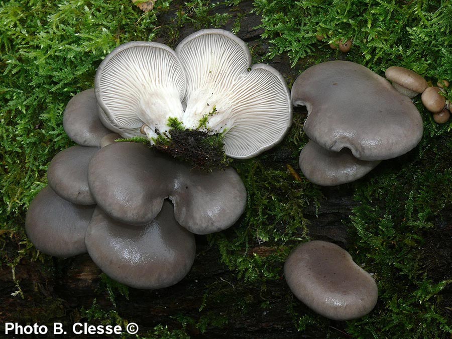 Pleurotus ostreatus