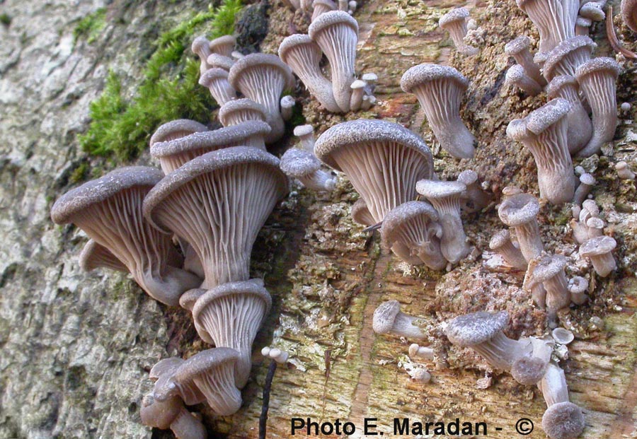 Pleurotus ostreatus