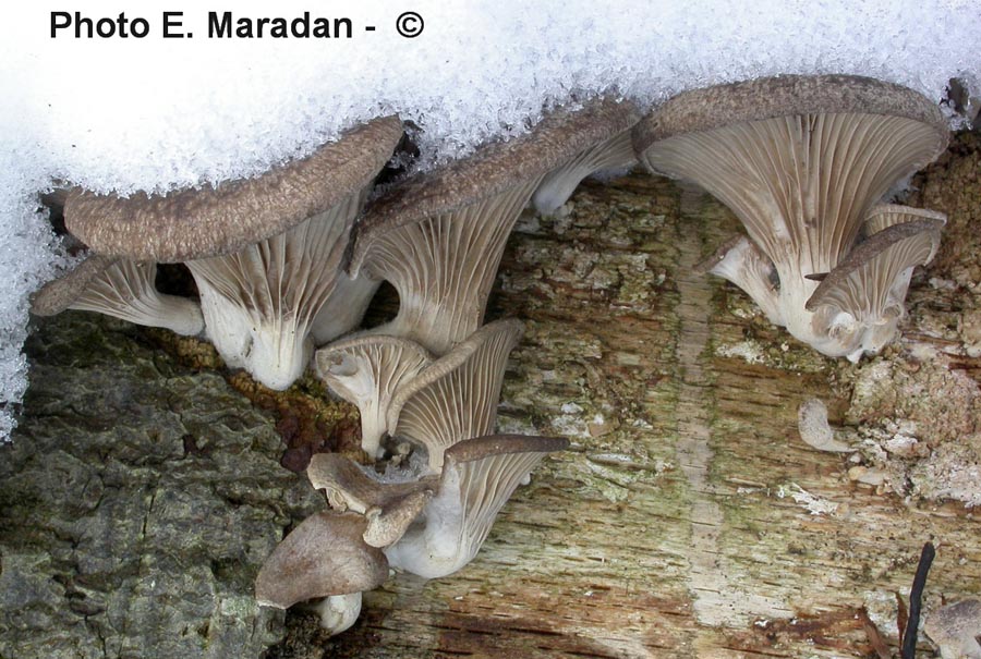 Pleurotus ostreatus