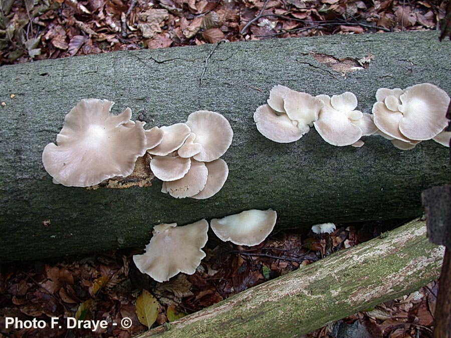 Pleurotus ostreatus