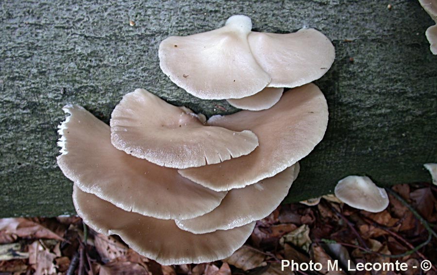 Pleurotus ostreatus