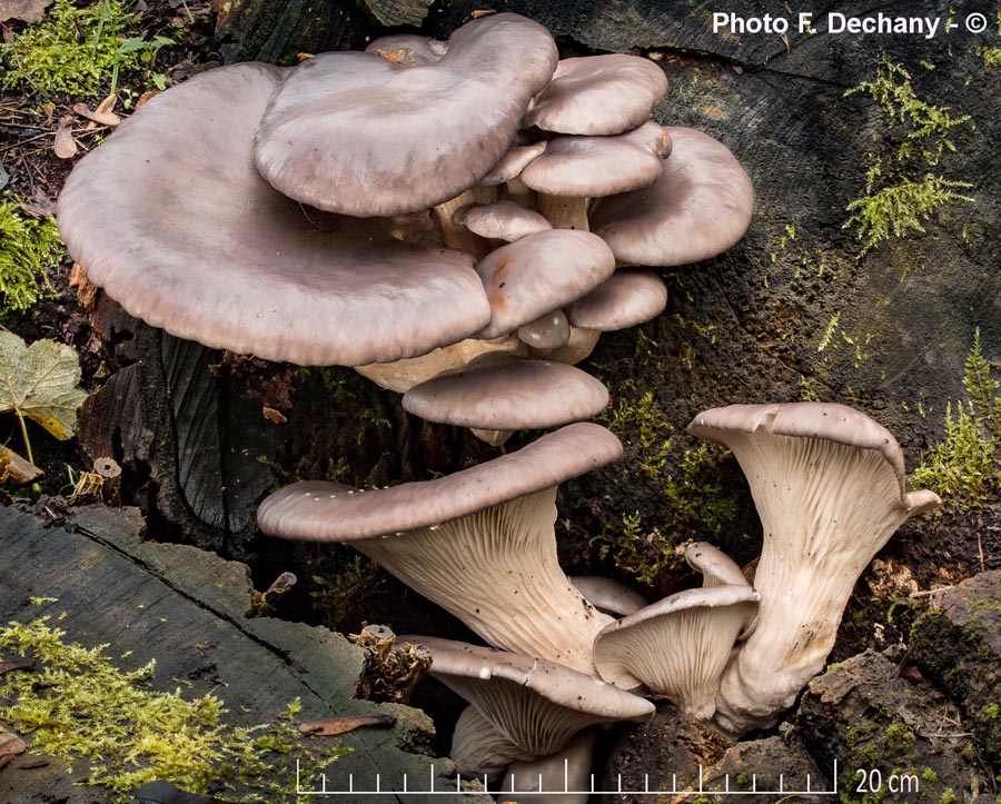 Pleurotus ostreatus