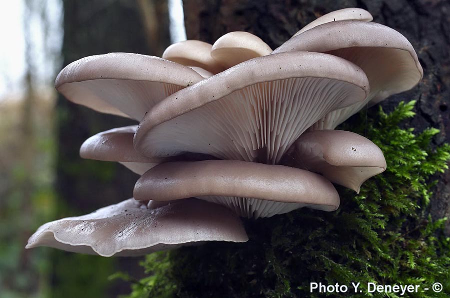 Pleurotus ostreatus