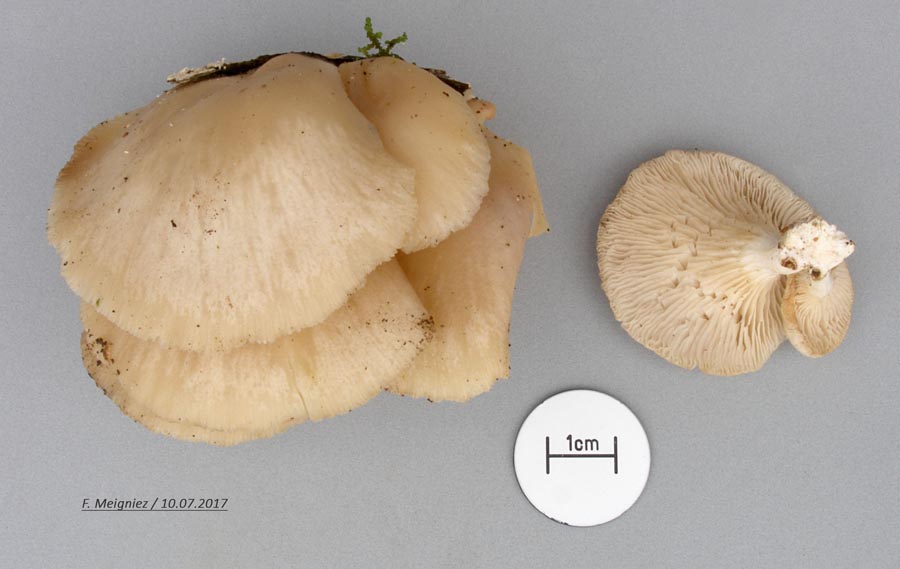 Pleurotus pulmonarius