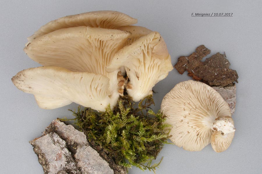 Pleurotus pulmonarius