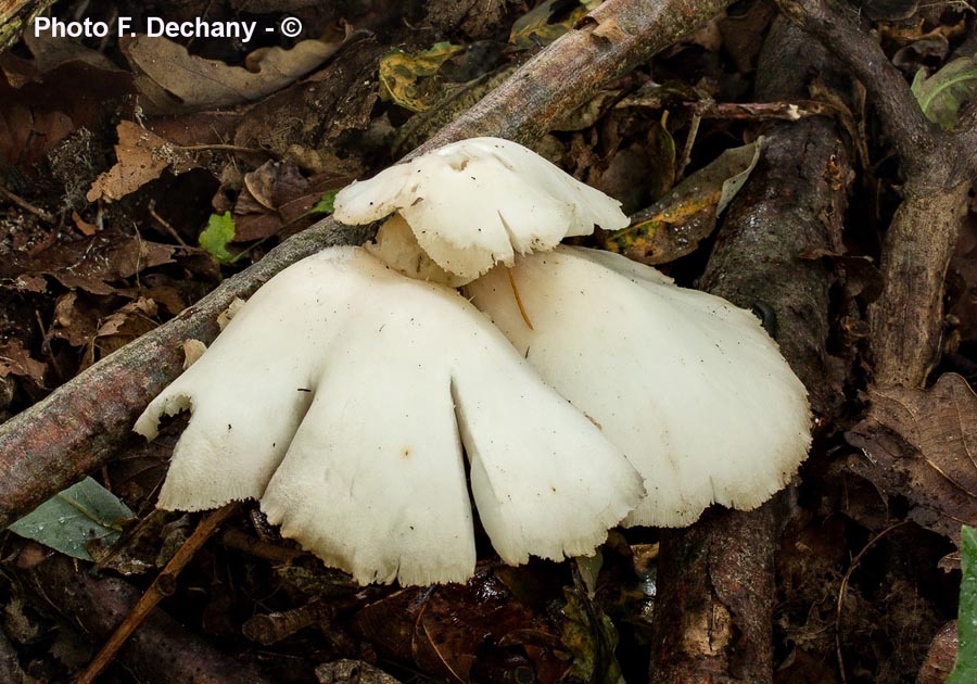 Pleurotus pulmonarius