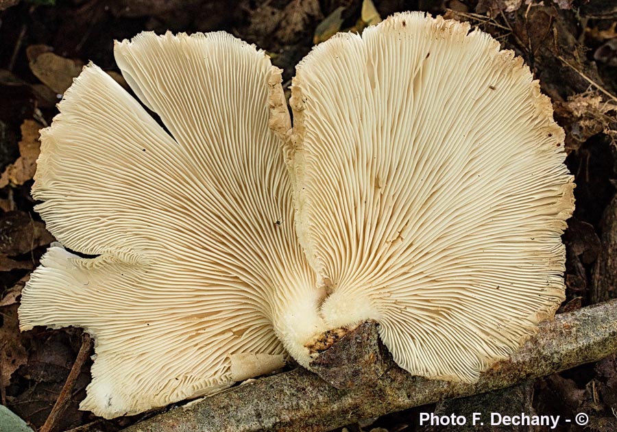 Pleurotus pulmonarius