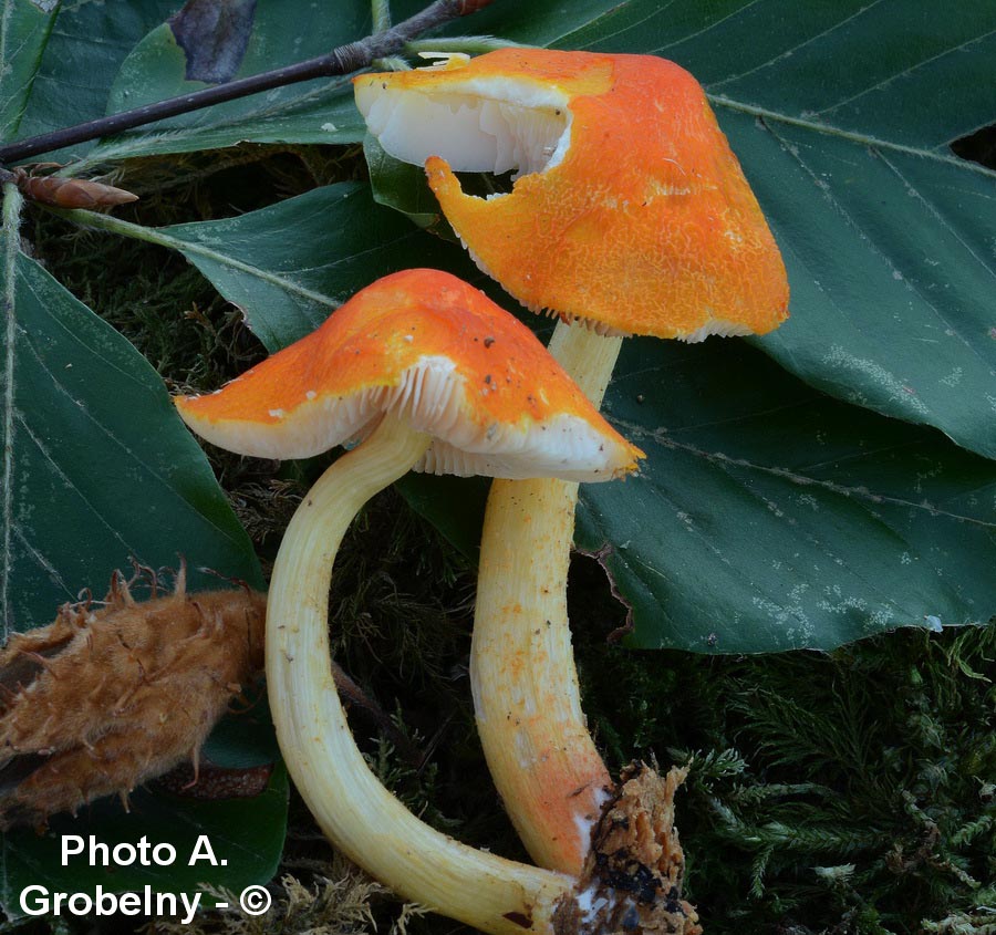 Pluteus aurantiorugosus