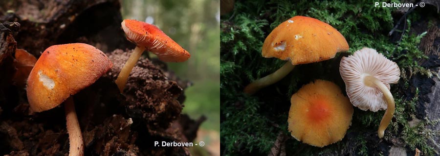 Pluteus aurantiorugosus