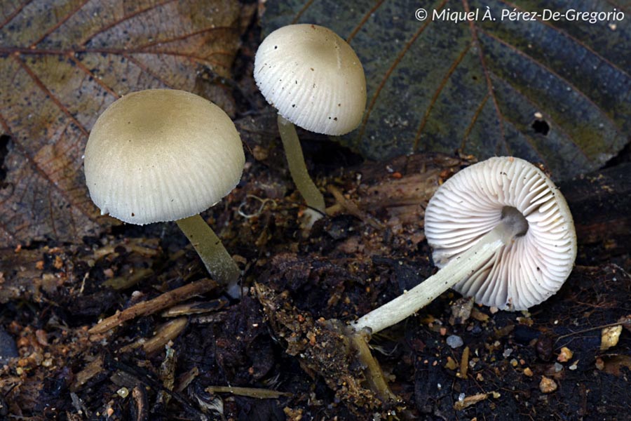 Pluteus boudieri