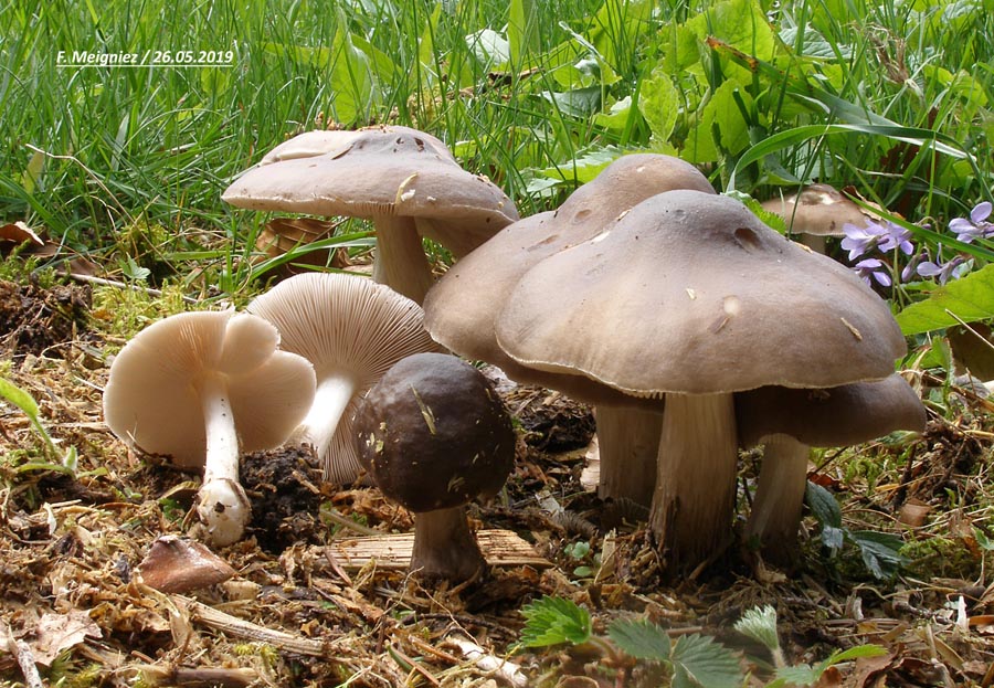 Pluteus cervinus