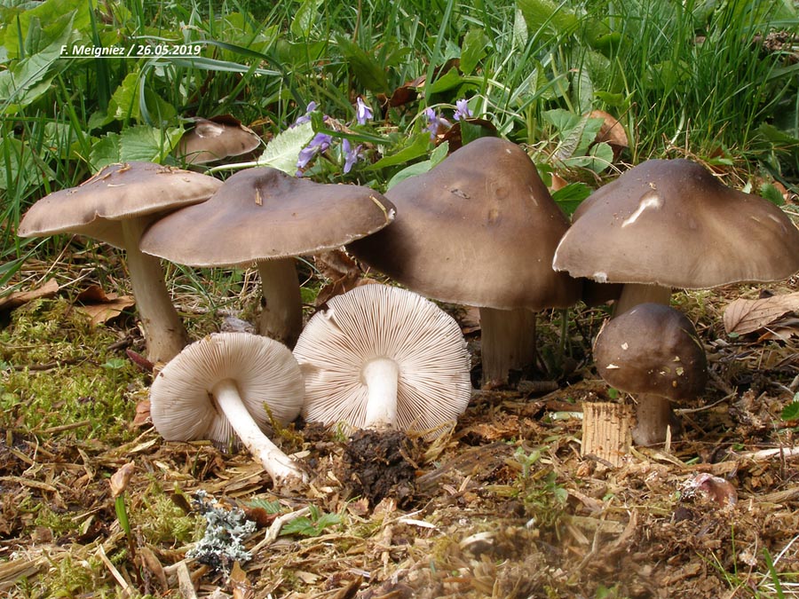 Pluteus cervinus