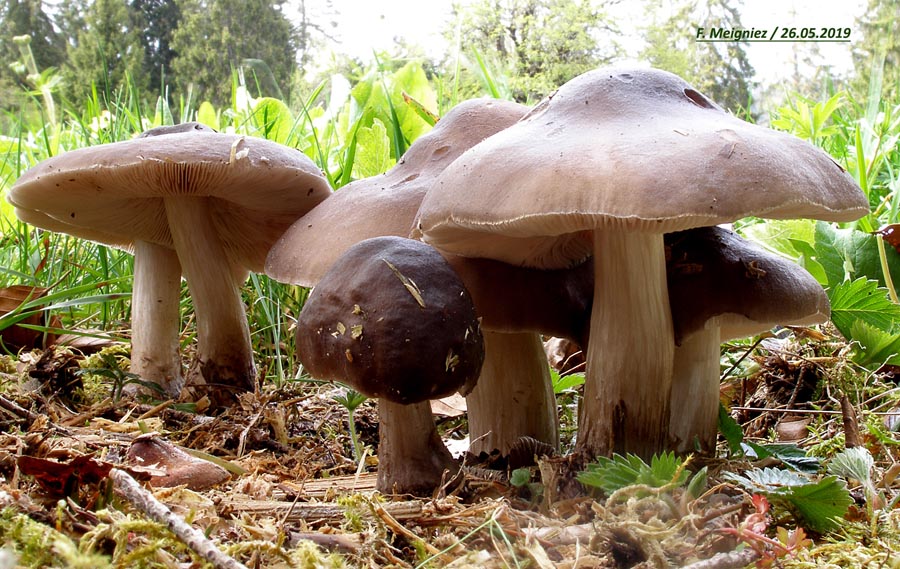 Pluteus cervinus