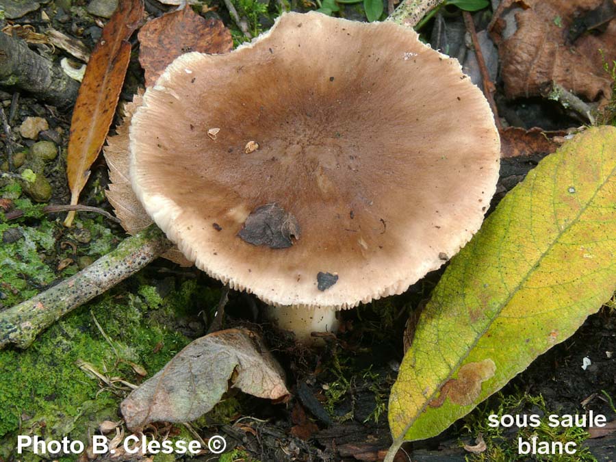 Pluteus cervinus