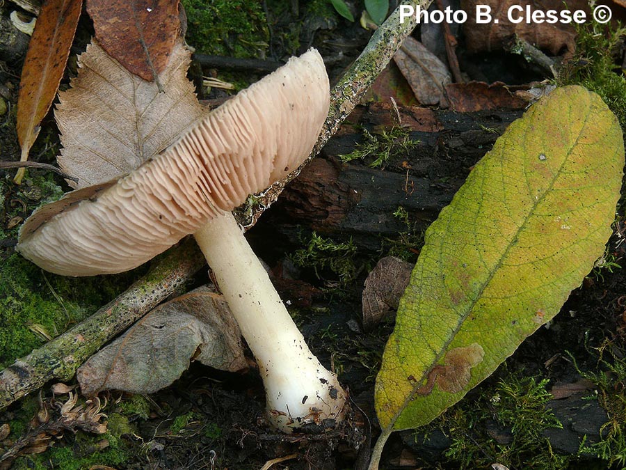 Pluteus cervinus