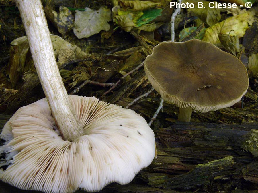 Pluteus cervinus