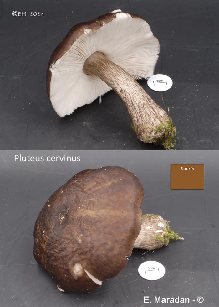 Pluteus cervinus