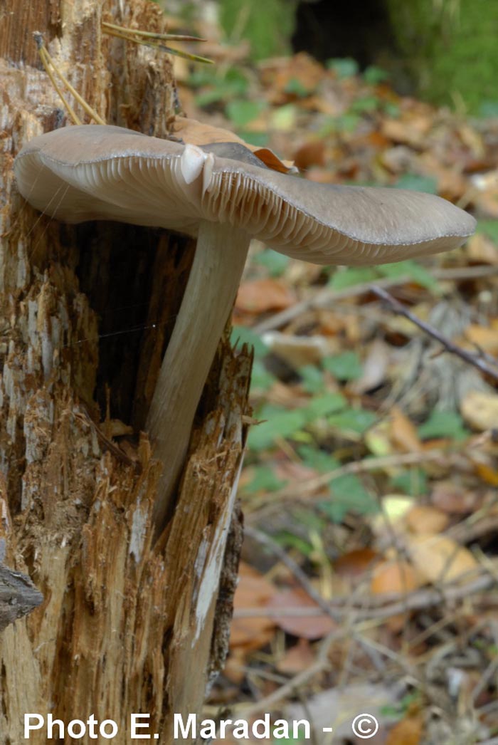 Pluteus cervinus