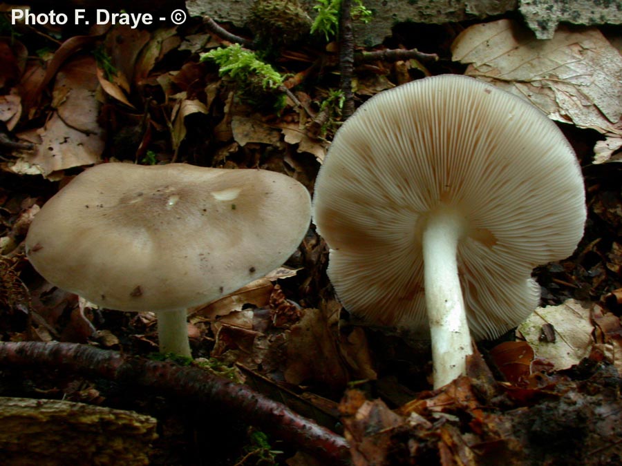 Pluteus cervinus