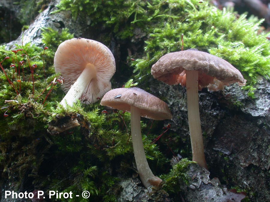 Pluteus chrysophaeus