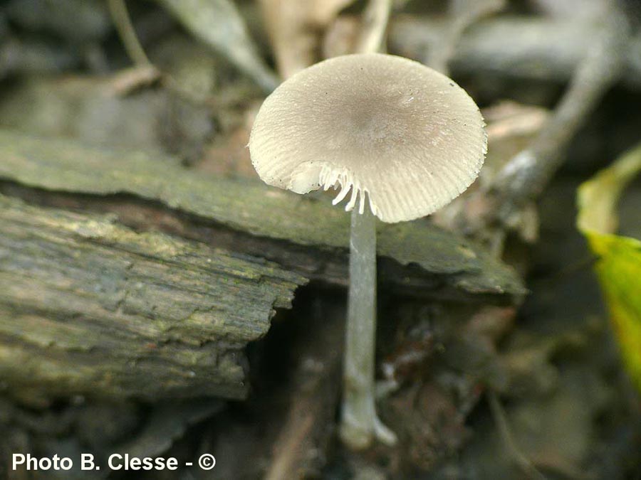 Pluteus cinereofuscus