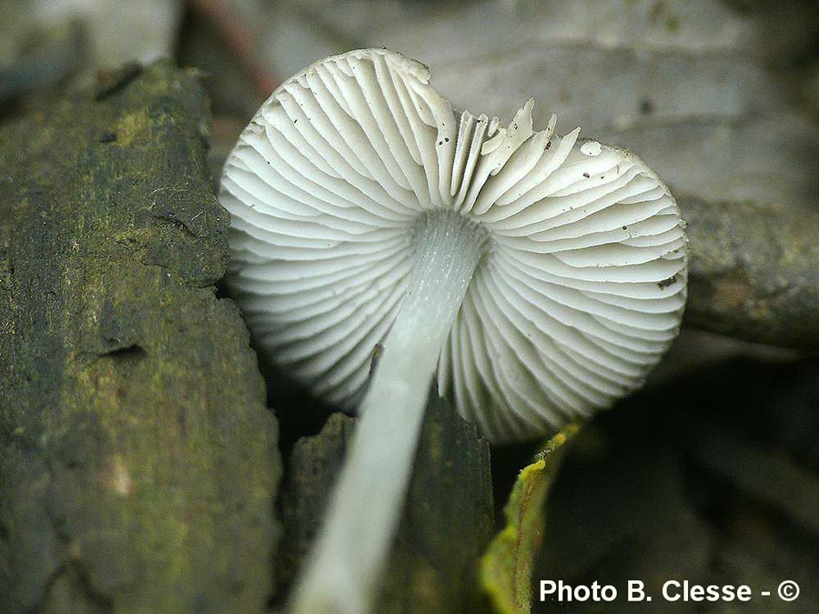 Pluteus cinereofuscus