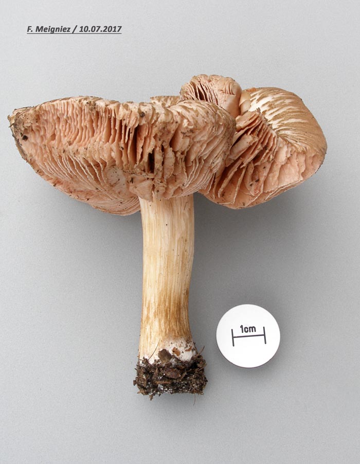 Pluteus diettrichii