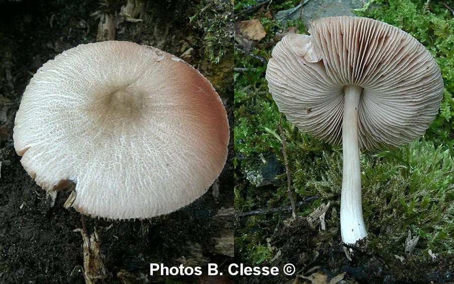 Pluteus diettrichii