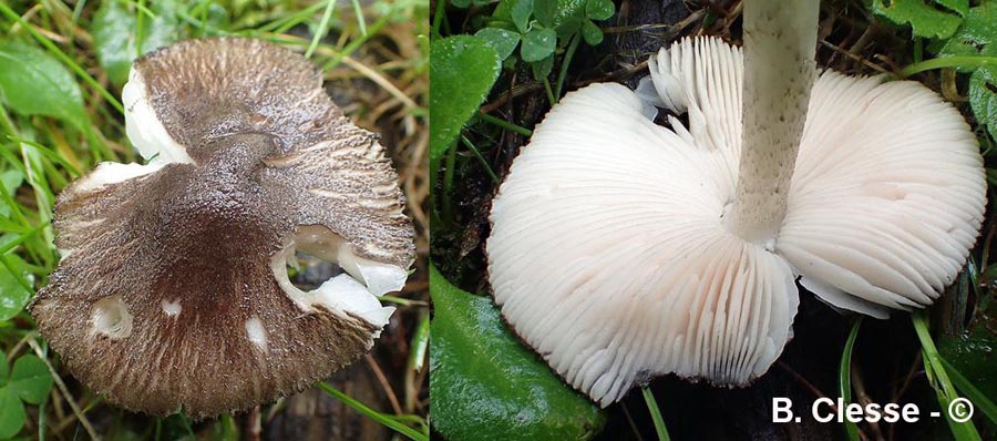 Pluteus ephebeus