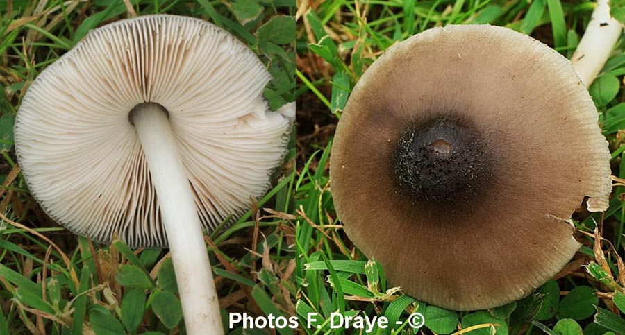 Pluteus granulatus