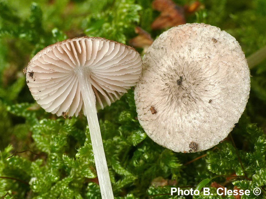 Pluteus hispidulus var. cephalocystis