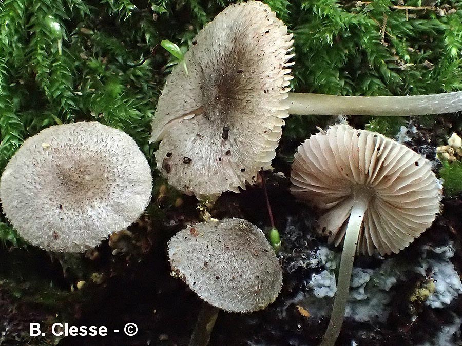 Pluteus hispidulus