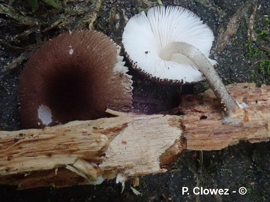 Pluteus inflatus