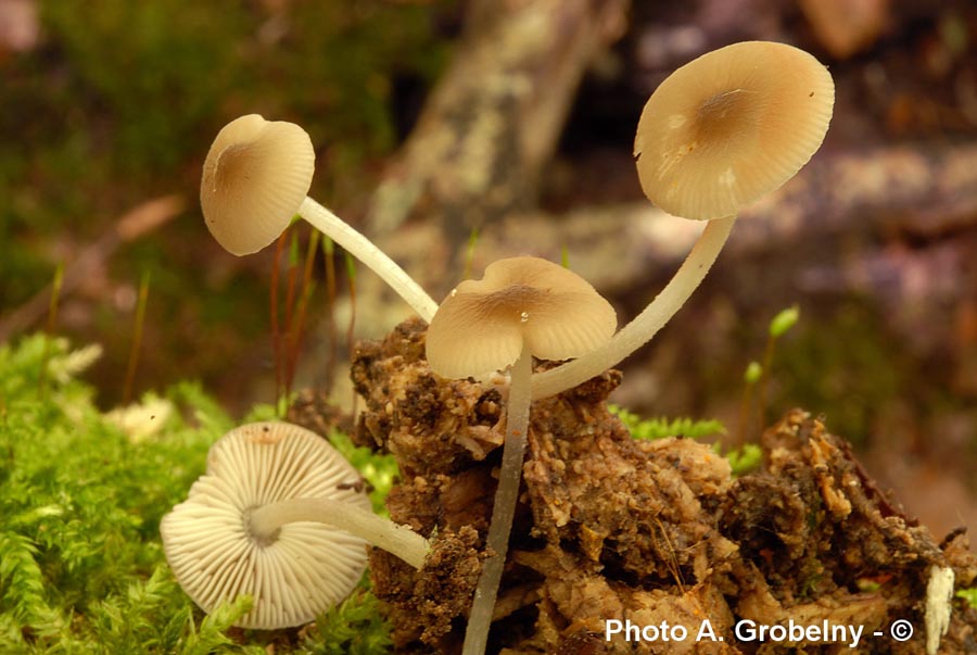 Pluteus insidiosus