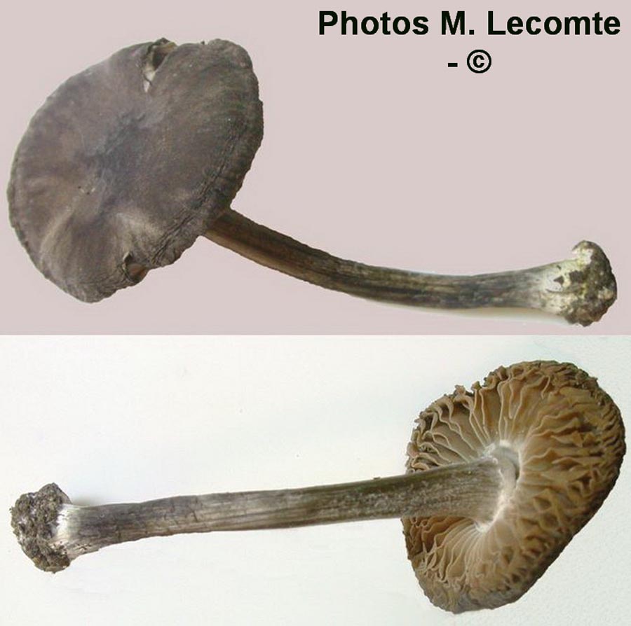 Pluteus insidiosus