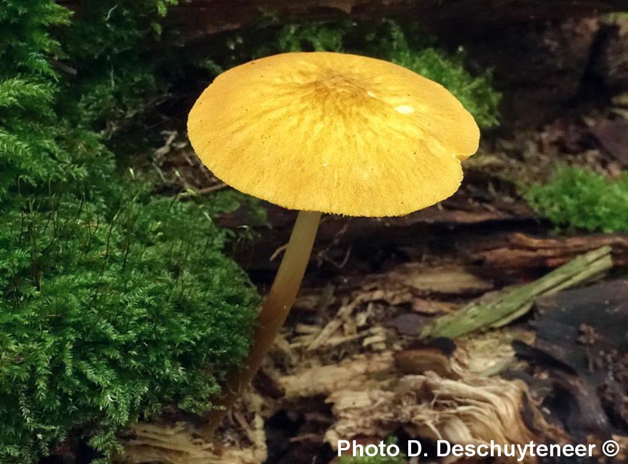 Pluteus leoninus