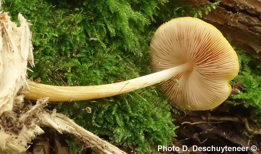 Pluteus leoninus