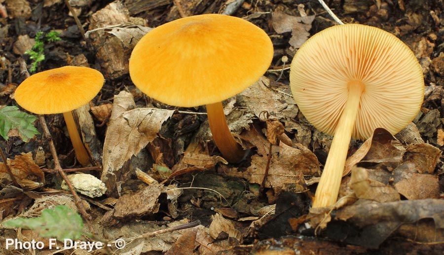 Pluteus leoninus