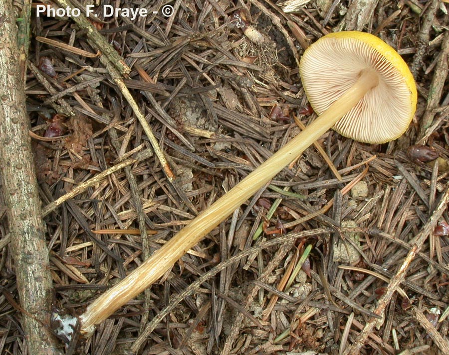 Pluteus leoninus